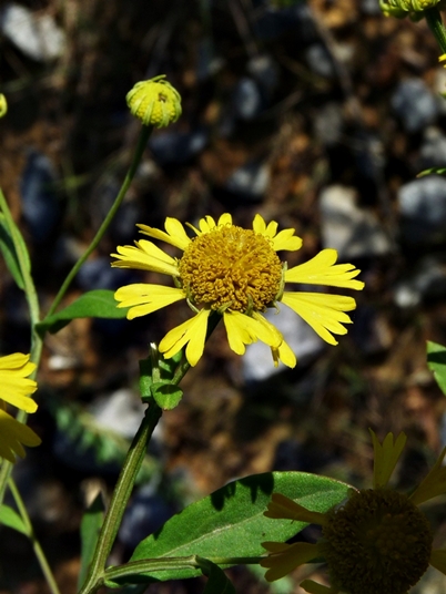 {Helenium autumnale}